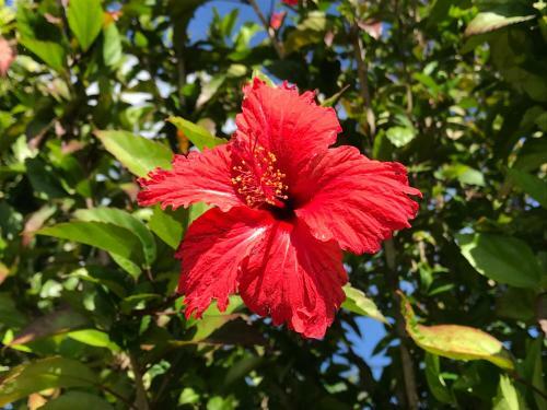 Villa La Cithare