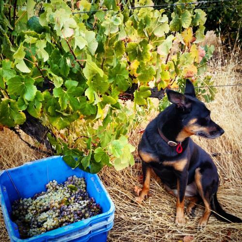 Agroturismo Hotham Ridge Winery And Cottages