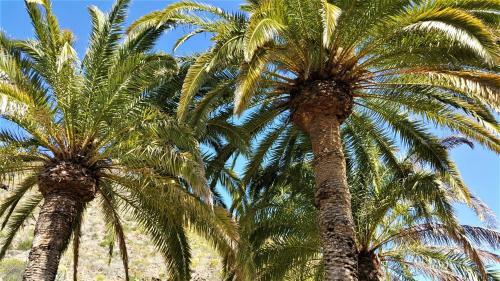Finca Las Olivas