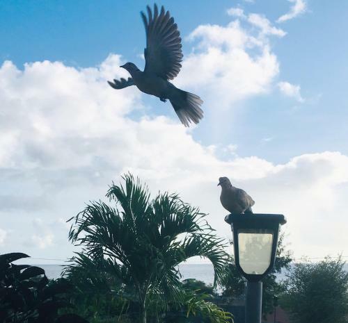 G�te Maison Flandrin Guadeloupe