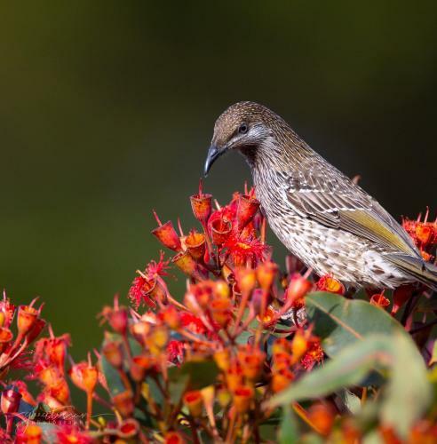The Bay Beach Bungalow Complimentary Wifi