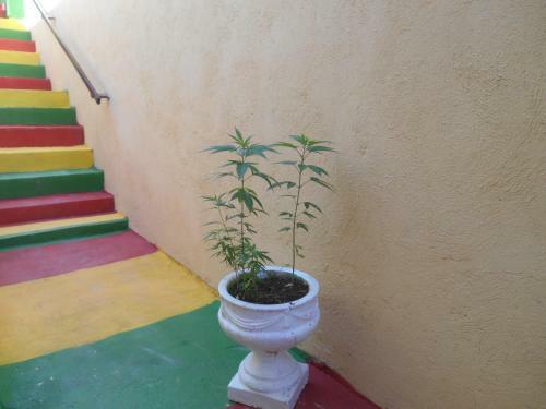 Hostal Solet's Paradise Negril