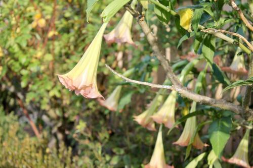 Silver Birch B&B