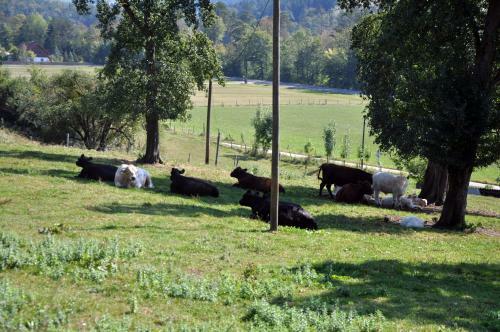 Apartamento Mostheuriger Steyrdurchbruchalm