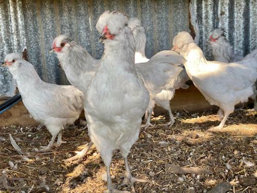 Bass River Farm