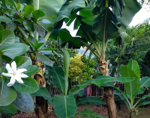 Fare Haurevaiti Moorea