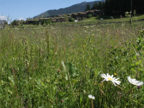 Apartamento Feriendorf Chalet Type C