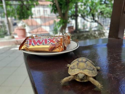 Hotel Vila Twix