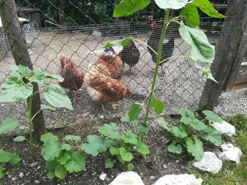 Bed & Breakfast M�hlnerhof Familie Gruber