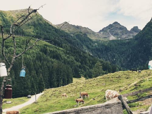 Bed & Breakfast M�hlnerhof Familie Gruber