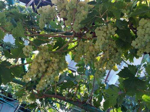 Hostal Ashtarak Garden Guesthouse