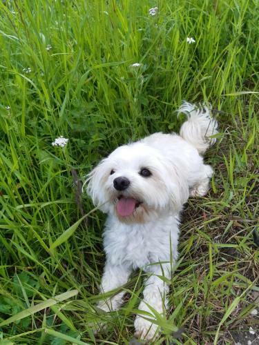 Bed & Breakfast Haus Pinter