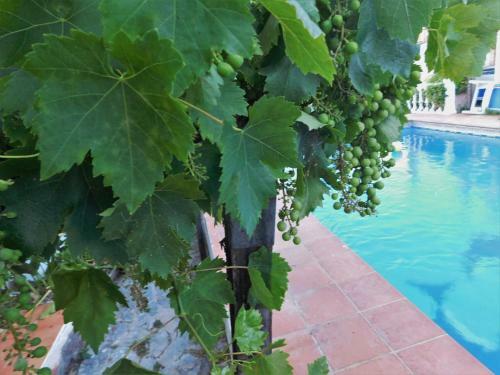 Apartamento Bungalow Marbella (San Pedro Alcantara)