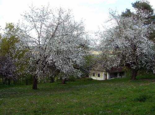 Haus Eveline