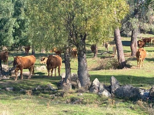 Casa Rural Aventura I