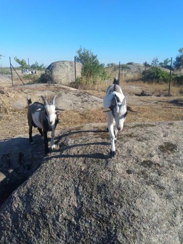 Finca - Granja " El Chaparral"