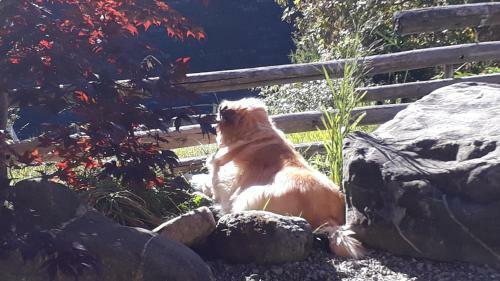 Apartamento Chalet Gotthelf Gartenstudio, Ferien Mit Hund