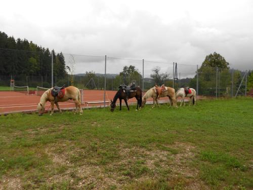 Agroturismo Markohof
