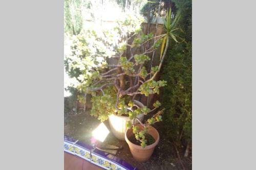Apartamento Trebol - Beach Morro de Gos