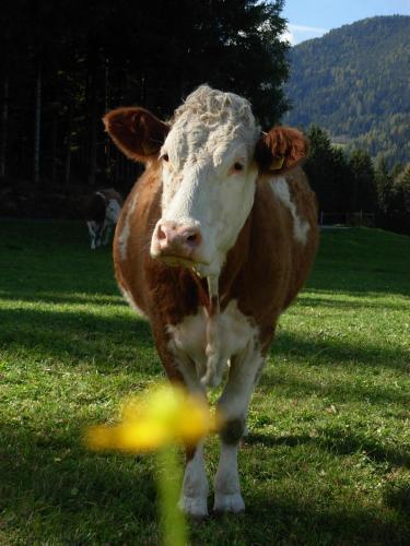 Agroturismo Podolerhof