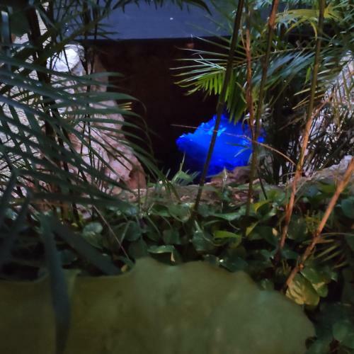 Hostal Azcapri Villa Boutique & Spa Double #3 Jellyfish