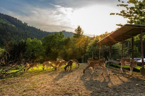 Hostal Gasthof-pension Silvia