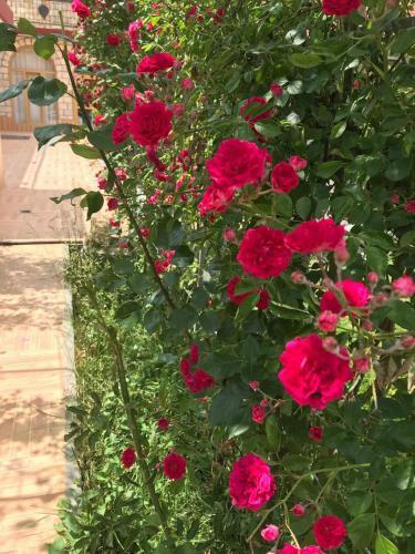 Sheki Apartments