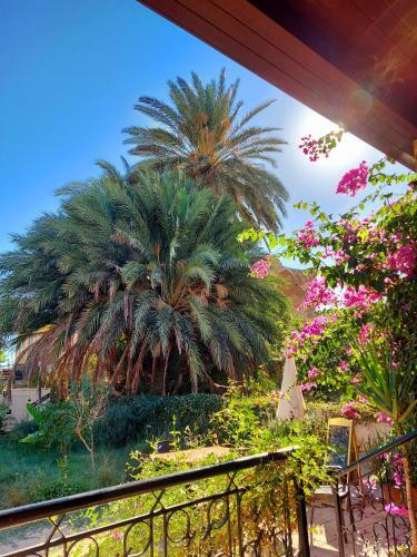 Hostal Golden Palms Guest House & Cafe