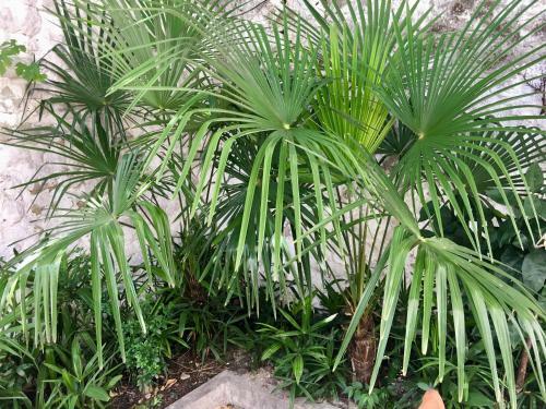 Apartamento Palmera
