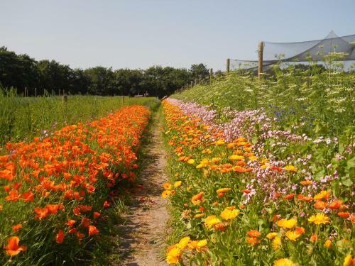 Bed & Breakfast De Stormvogel