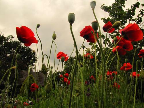 Bed & Breakfast Kruidenhoeve