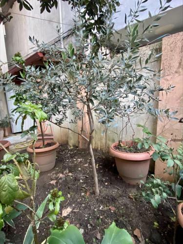 Olive Apartment Tirana