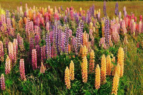Bed & Breakfast Witte Weelde Texel