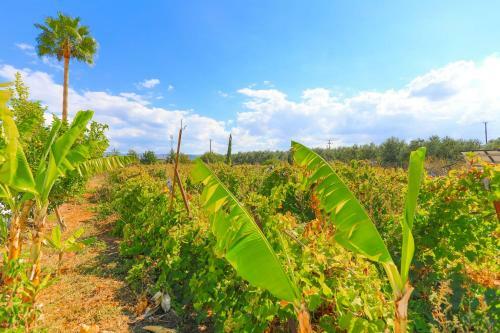 Villa The Vines