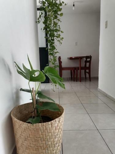 Estudio En El Corazon De Colima