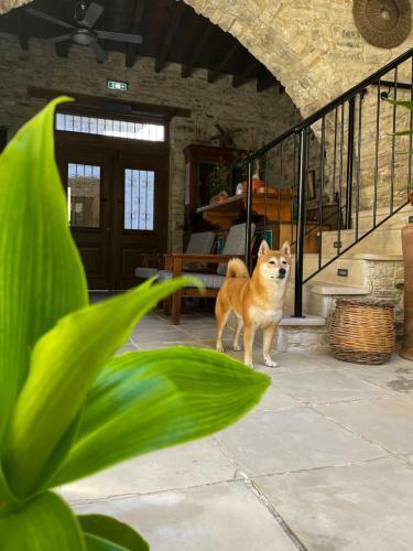 Hostal Lazaros Stonehouse