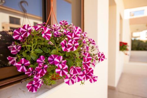 Dafni Villa 19