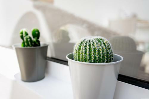 Cactus Apartment