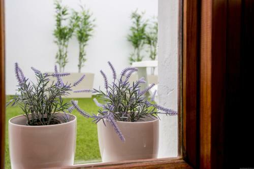 Cactus Apartment
