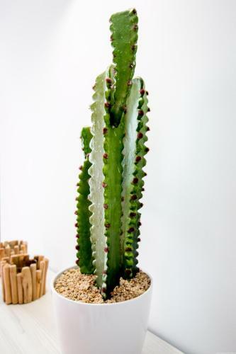 Cactus Apartment