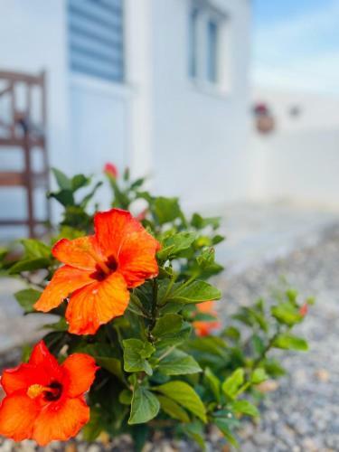 Apartamento Casa Rosa