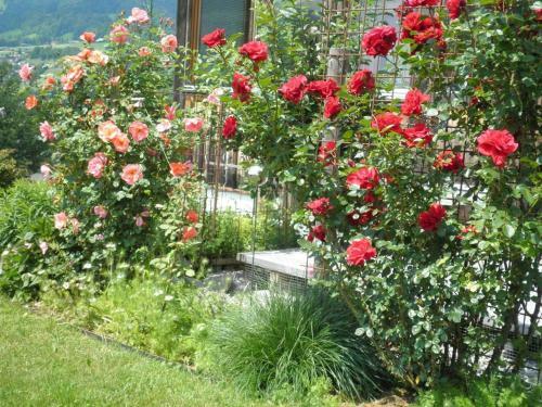 Apartamento Rosanna