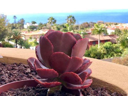 Apartamento Terraza Vista Oc�ano La Quinta