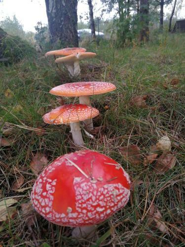 Luksusowy- Nowoczesny Dom W Lesie