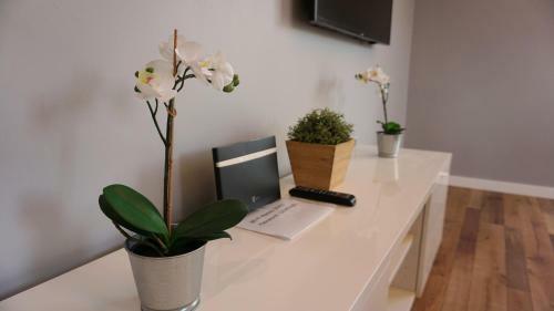 Apartament Lublin Centrum "foxy Cat"