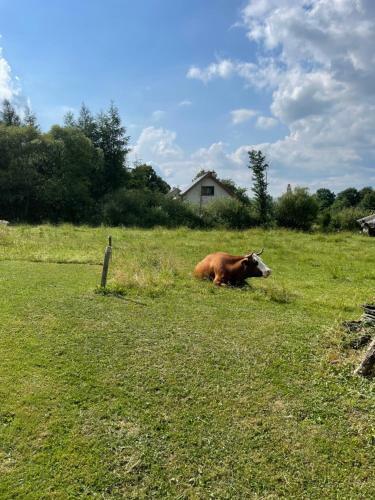 Domek U Babci