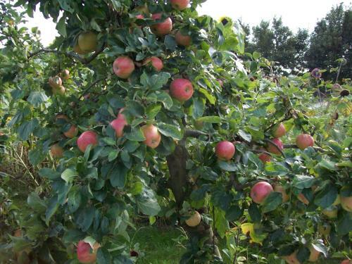 Bed & Breakfast De Sternhof