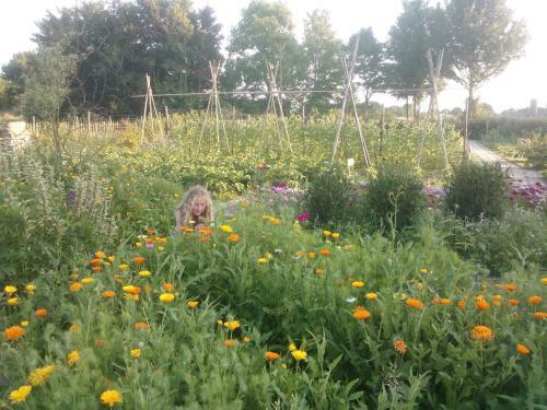 Bed & Breakfast De Sternhof