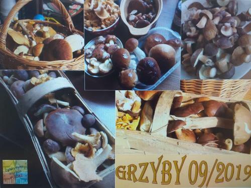 Apartamento Cztery Pory Warmii Pluski Pokoje Do Wynaj?cia