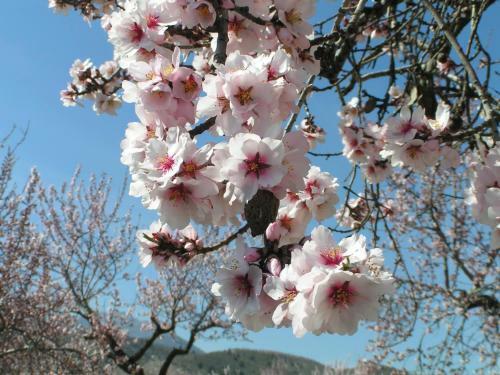 Apartamento Cortijo Blanco